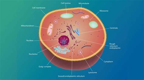 Animal Cells Have Centrioles : Which Of The Following Statements Are ...