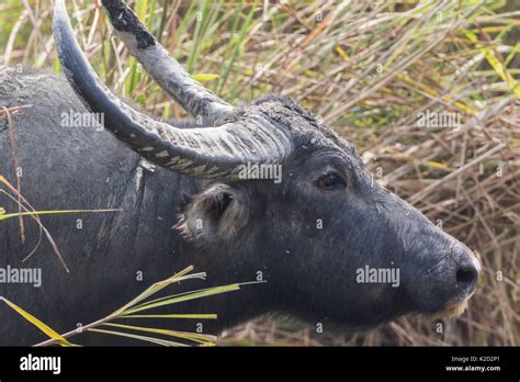 The wild water buffalo (Bubalus arnee) in Kaziranga National Park, Assam, India Stock Photo - Alamy