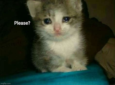 Sad cat please Blank Template - Imgflip