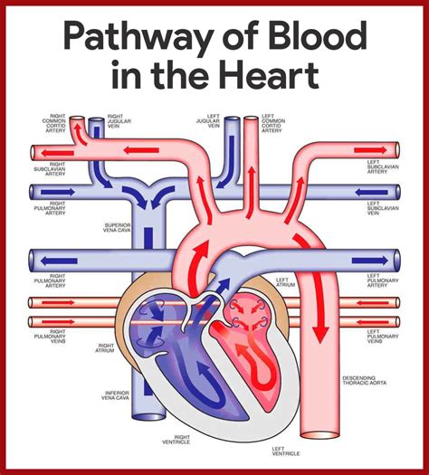 Cardiovascular System Anatomy and Physiology: Study Guide for Nurses ...