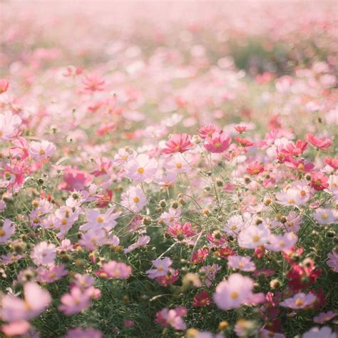 FaeriexQueen | Flower field, Flower aesthetic, Nature aesthetic