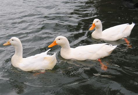 White ducks on Averno Lake | White ducks swimming upon Avern… | Flickr