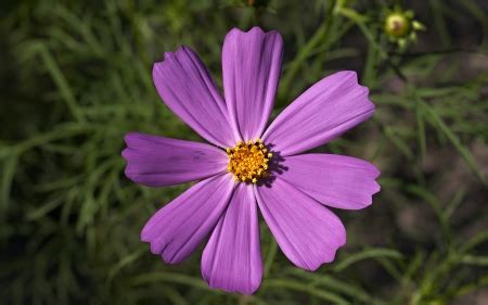 Purple Love - Flowers & Nature Background Wallpapers on Desktop Nexus (Image 2079780)