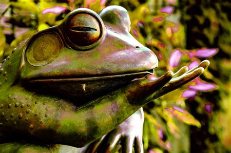 Frog Kiss Free Stock Photo - Public Domain Pictures