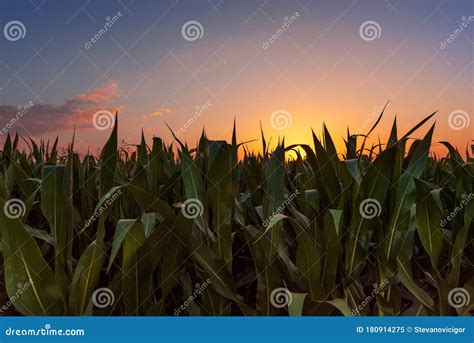 Corn field at sunset stock image. Image of agriculture - 180914275