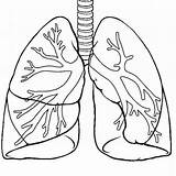 Human Lungs Anatomy coloring Page  Download Print Or Color Online For sketch template