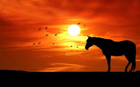 Horse Silhouette At Sunset Free Stock Photo - Public Domain Pictures