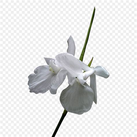 Transparant Flower Hd Transparent, White Flower Png With Transparent Background, Flower, A ...