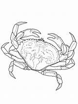 Free Printable Crab Coloring Pages For Kids sketch template