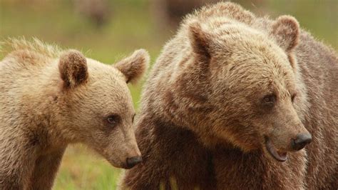 Why bear cubs are spending longer with their mothers - BBC News