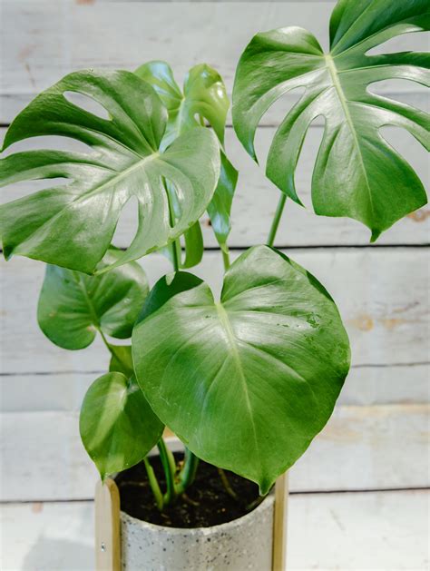 Deliciosa Monstera Plant