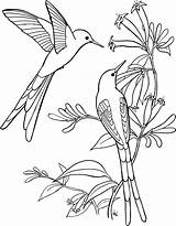 Long Tailed Sylph Hummingbird Coloring Page  Free Printable Pages sketch template