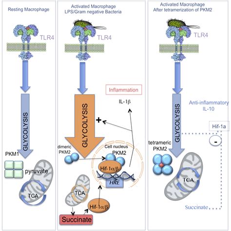 Pyruvate Kinase M2 Regulates Hif-1α Activity and IL-1β Induction and Is a Critical Determinant ...