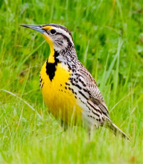 Oregon State Bird | Western Meadowlark