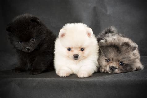 Get to Know the Pomeranian: The World's Cutest Puffball