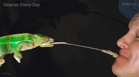 Watch a Chameleon Tongue in Action in Slow Motion! | Video ...