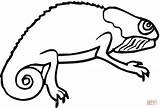 Chameleon coloring Page  Free Printable Coloring Pages sketch template
