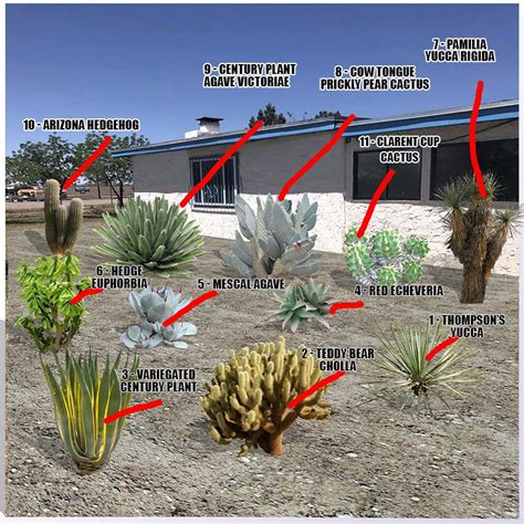 Desert Plants Names and Pictures - Guzman's Greenhouse