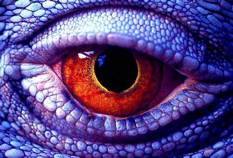 Lizard eye | Lizard eye, Reptile eye, Dragon eye