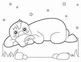 Lovely Platypus Coloring Page  Free Printable Coloring Pages For Kids sketch template