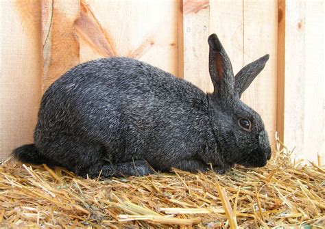 Silver Rabbits | USA Rabbit Breeders | Rabbit breeds, Rabbit, Cute hamsters