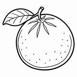 Grapefruit Illustration Black And White Outline Coloring Page Vector  sketch template
