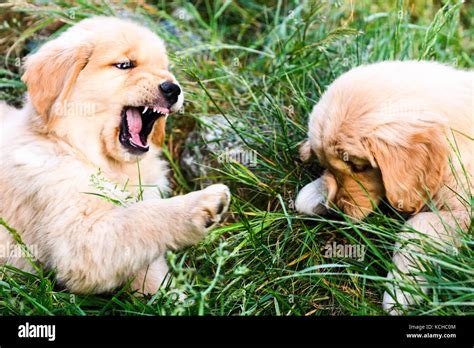 Playing with puppies hi-res stock photography and images - Alamy