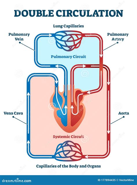 Double Circulation Vector Illustration. Labeled Educational Blood Route Scheme Stock Vector ...