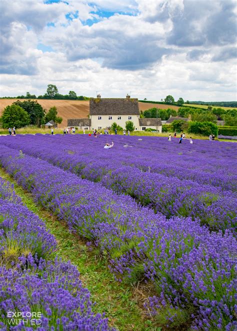 A Dreamy Day Trip to Cotswold Lavender Farm - Explore With Ed