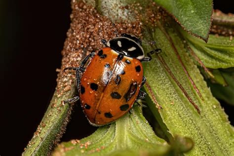 Premium Photo | Adult convergent lady beetle