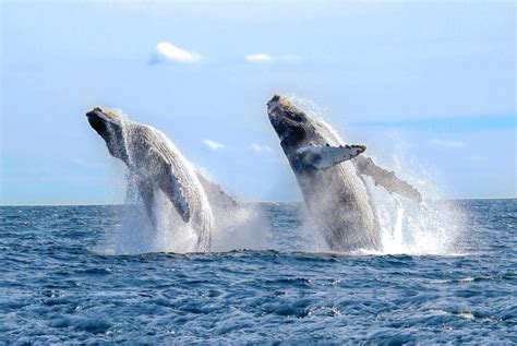 Whale Watching at Mirissa - 2024 tourism guide | Discover Sri Lanka