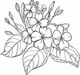 botanical line drawing Vintage coloring Pages  sketch template