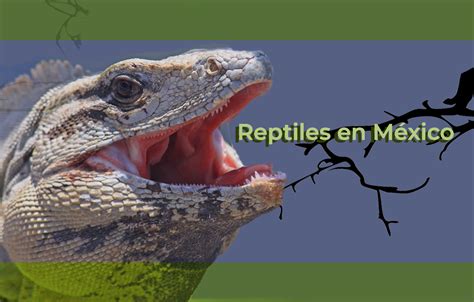 Presencia de Reptiles en México | Procuraduria Federal de Proteccion al Ambiente | Gobierno | gob.mx