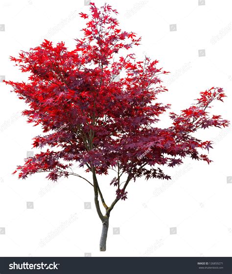 Japanese Maple Tree On White Stock Photo 126859271 : Shutterstock