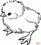 Baby Chick coloring page  Free Printable Coloring Pages sketch template