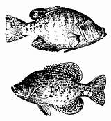 Crappie Fish Coloring Page Pages sketch template