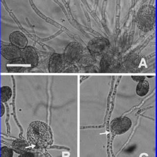 Effect of treatment of pine seedlings with conidia of Cladosporium... | Download Table