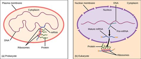 16.2: Regulation of Gene Expression - Prokaryotic versus Eukaryotic Gene Expression - Biology ...