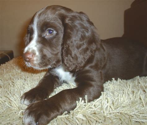 English Cocker Spaniel Dog Breed Information and Pictures