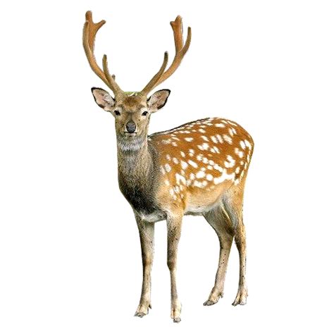 Deer on White Background