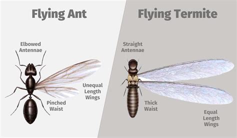 How to tell the difference between flying ants and termites - Proactive Pest Control