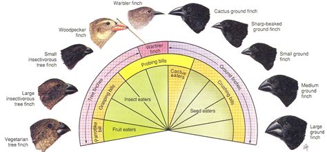 ☑ Charles Darwins Life With Birds