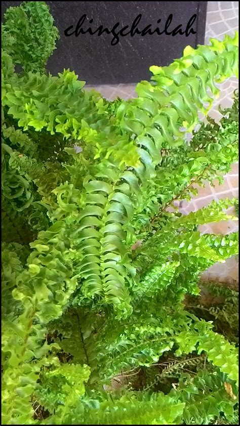 Simple Living In Nancy: GROWING FLUFFY RUFFLE FERN IN MY GARDEN.