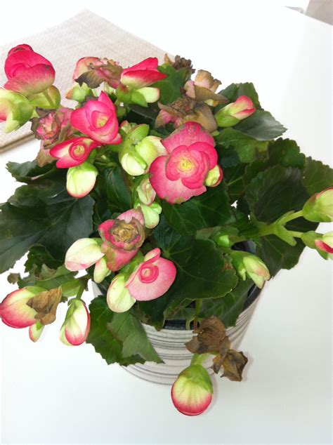 diagnosis - What is this house plant with bright pink flowers and dark green leaves? How should ...