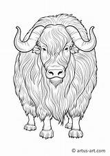 Musk ox Coloring Page » Free Download Artus Art sketch template
