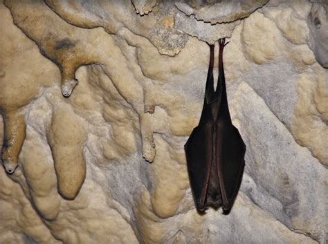 A cave bat sleeping in a cavern in Romania | Smithsonian Photo Contest | Smithsonian Magazine