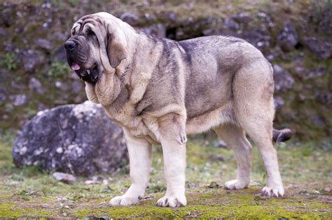 Spanish Mastiff: Dog Breed Characteristics & Care