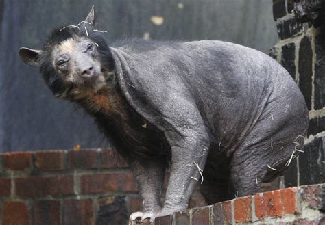 guff.com | Shaved bear, Spectacled bear, Bear without fur