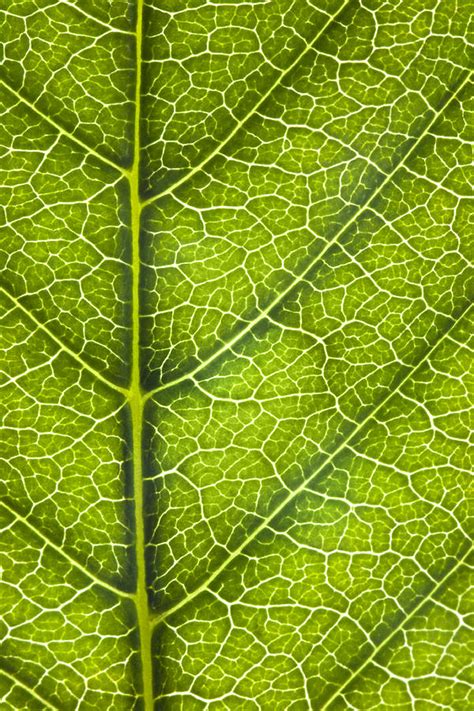 Leaf Lines IV Photograph by Natalie Kinnear | Pixels