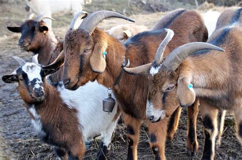 Common Goat Diseases, Symptoms, and Treatment: Check How this Guide Helps Goat Farmers